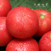 生态菜番茄/西红柿（基地直发-京东快递）|5斤/件，来自山西灵丘，生产者：平人农场【合作生产，公平贸易】 商品缩略图2
