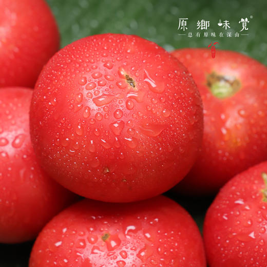 生态菜番茄/西红柿（基地直发-京东快递）|5斤/件，来自山西灵丘，生产者：平人农场【合作生产，公平贸易】 商品图2