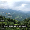 【即将售罄！！】【冰岛老寨团茶】2022年私藏头春古茶茶之品莫贵于龙凤临沧茶区冰岛老寨纯料500克/团 商品缩略图2