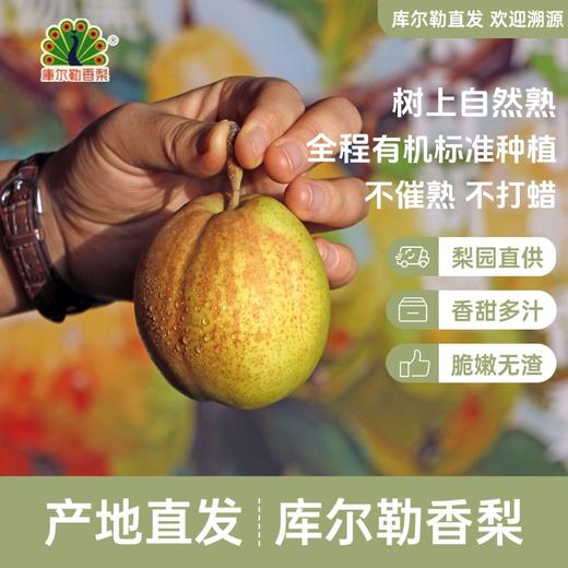 【新疆发货】库尔勒香梨（精品）  顺丰/京东发货 商品图0