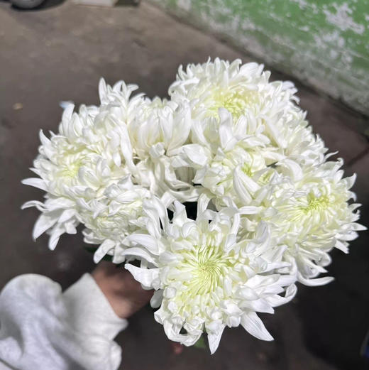 Sei manoa  white 日本大菊5支 商品图0