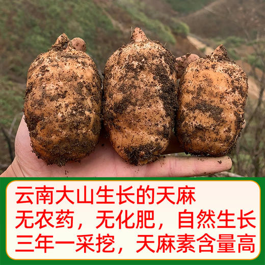 【源自云南❗昭通小草坝新鲜天麻】每天现挖现发，从地头到餐桌保证食材新鲜，原产地精挑细选，仿野生乌天麻挖现发新鲜天麻L 商品图1