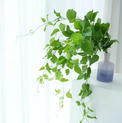 日本进口兔丝藤5支 商品图2