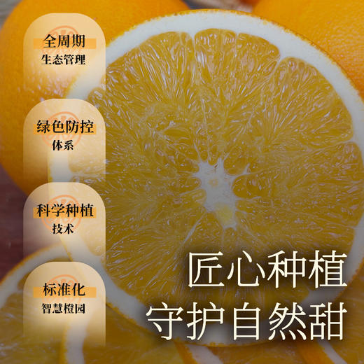 【现摘现发】正宗赣南脐橙 顺丰包邮 商品图3