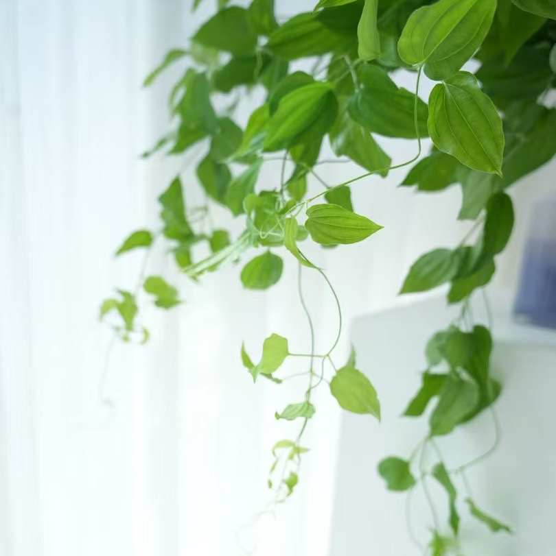 日本进口兔丝藤5支