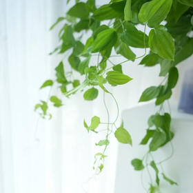 日本进口兔丝藤5支