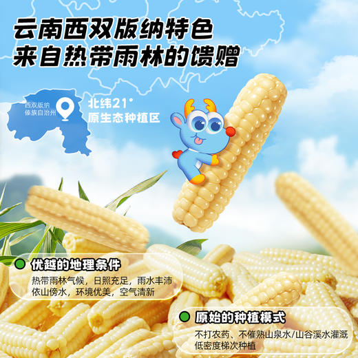【任选专区】【36月+】拇指小玉米约100g 商品图1