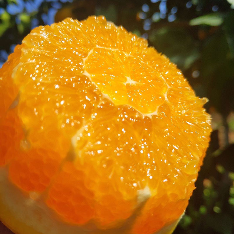 2025江西赣南脐橙 当季时令新鲜应季水果 产地直供