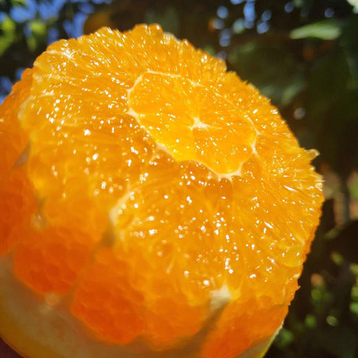 2025江西赣南脐橙 当季时令新鲜应季水果 产地直供 商品图0