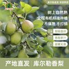 【新疆发货】库尔勒香梨（精品）  顺丰/京东发货 商品缩略图1