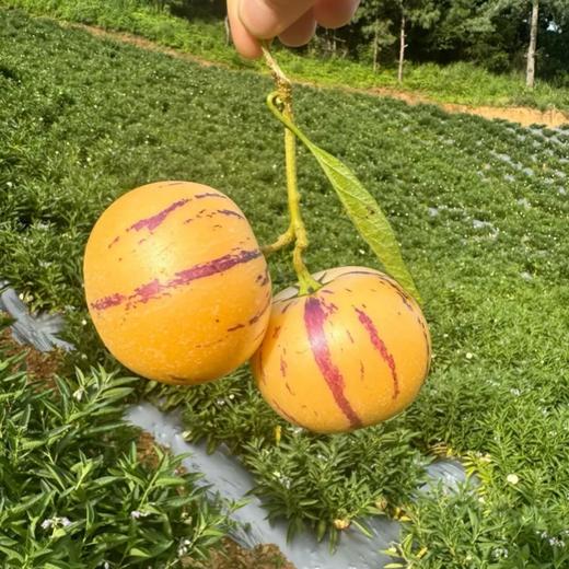 攀枝花树上熟人参果【最晚熟产区，只发树上熟，现摘现发，发货较慢】 商品图2