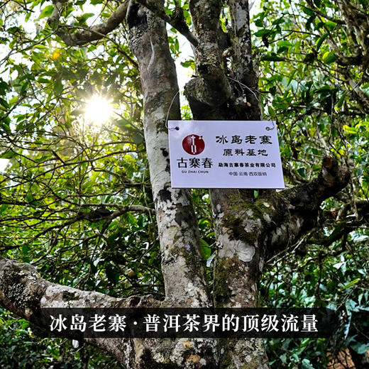【即将售罄！！】【冰岛老寨团茶】2022年私藏头春古茶茶之品莫贵于龙凤临沧茶区冰岛老寨纯料500克/团 商品图8