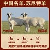 【顺丰发货】内蒙苏尼特羊肉卷 羊排 羊腿 草饲羊肉 火锅烧烤食材 贡品生羊肉 商品缩略图5