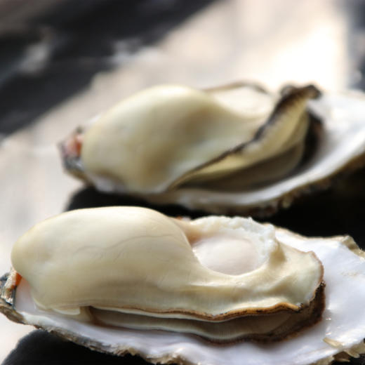 【顺丰快递】正宗乳山生蚝产地直发 味鲜肥美 重水池净化 刺身级生蚝 带产地溯源防伪标 - BQM 商品图2