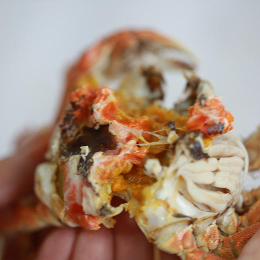 【16:00前下单当日发货，16：00后次日发货】产地直发 梁子湖鲜活螃蟹大闸蟹 公蟹/母蟹礼盒装 随单送吃蟹工具1套 顺丰发货 （全国包邮，部分地区除外） 商品图4