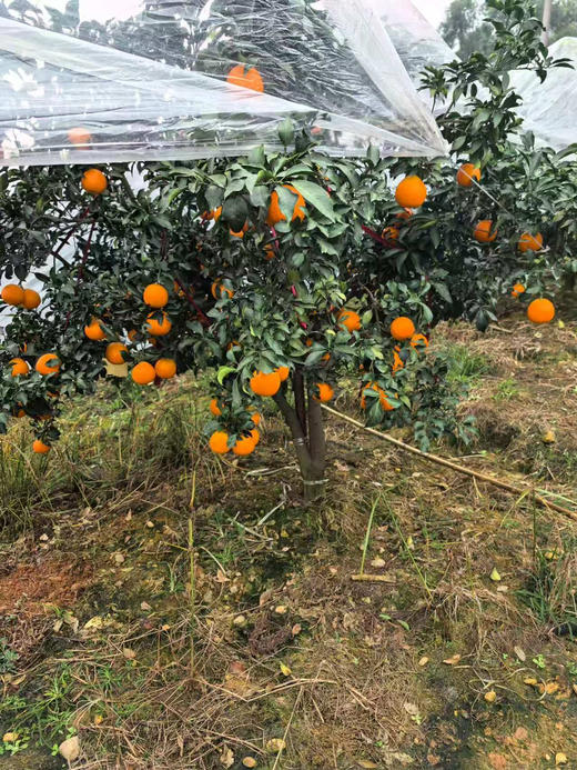 核心产区果冻橙，小果园，产量不高，没有任何颗粒狠活，有机粪肥，顶级货，甜度12，个头大，爆汁！5斤/份 商品图4