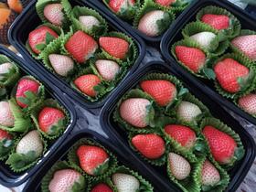  甜“莓”时光——良心红草莓11月底采摘了