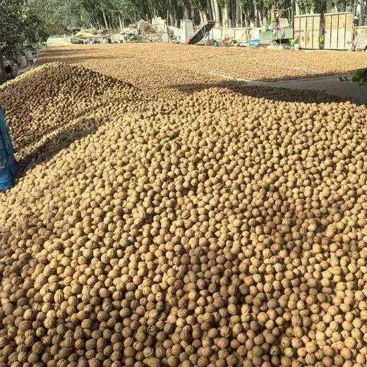 【新疆发货】新疆185纸皮核桃 4斤礼盒装 商品图2