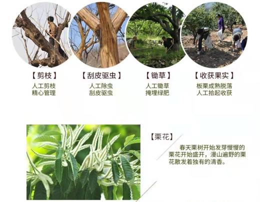 有机宽城鲜板栗 商品图8