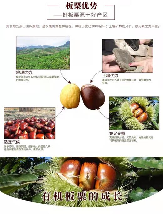 有机宽城鲜板栗 商品图2