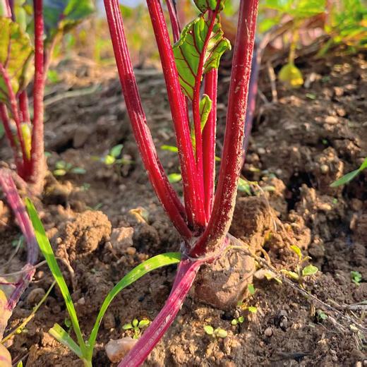 源频·甜菜根 750g 商品图5