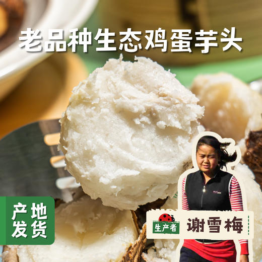 老品种生态鸡蛋芋头 4斤 | 合作农友生产，产自云南大理，生产者：谢雪梅 *【公平贸易农人定价】 商品图0