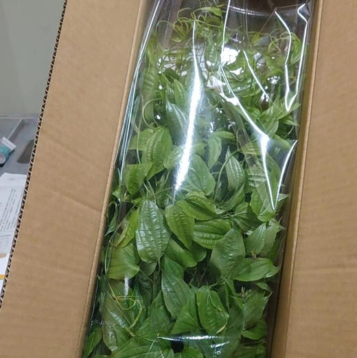 日本进口兔丝藤5支 商品图3