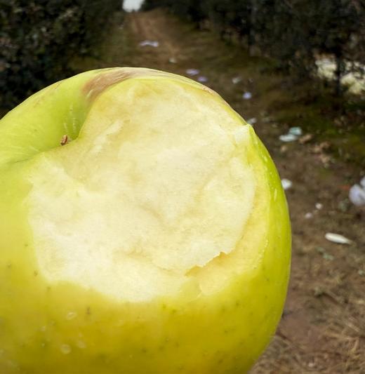 瑞雪苹果 不吃后悔！花斑果（果皮没那么漂亮），口感很好，几乎纯甜    顺丰发货 商品图1