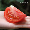 生态菜番茄/西红柿（基地直发-京东快递）|5斤/件，来自山西灵丘，生产者：平人农场【合作生产，公平贸易】 商品缩略图1