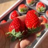 精选黑盒~丹东99草莓【12粒大果 净重约250克/盒】 商品缩略图9