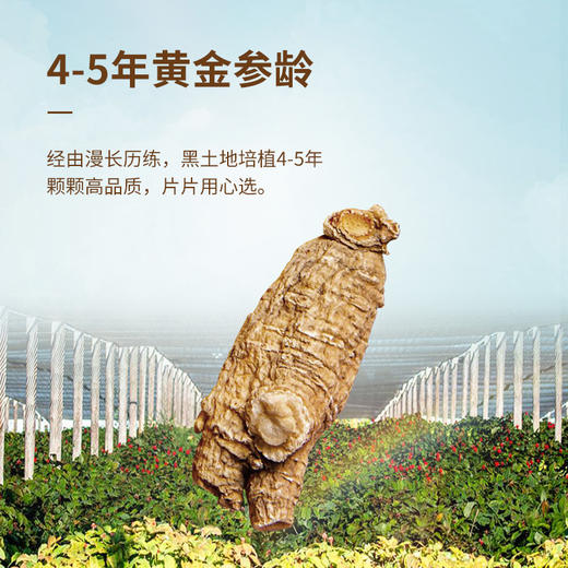 【食尚知补】 源自美国进口西洋参 皂昔含量高 参味浓郁 西洋参薄片150g礼盒装 商品图3