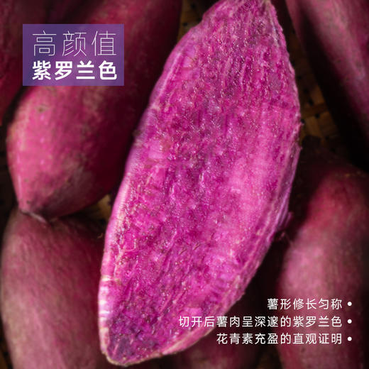豆逸谷泰紫薯1号软糯香甜溏心蜜薯新鲜现挖不噎人4.5斤/箱 商品图1