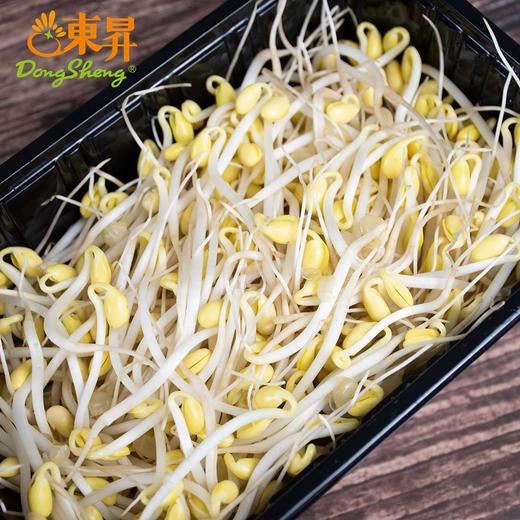 东升农场 有机黄豆芽 250g 商品图4