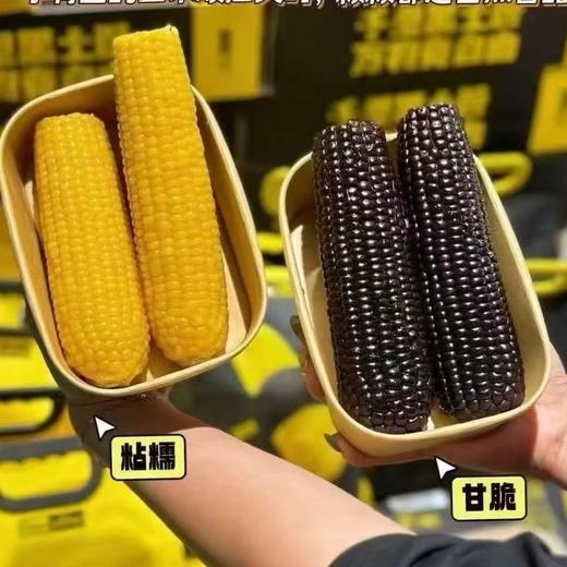 黑金时刻～黄糯黑糯双拼【黄玉米5根 黑玉米5根】 商品图0