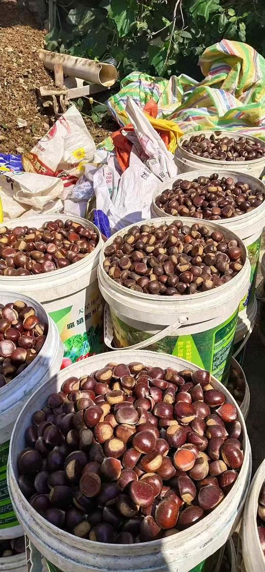 德昌鲜板栗3斤装 商品图4