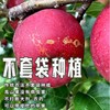 【产地溯源】大凉山盐源丑苹果 果香浓郁 口感丰富 商品缩略图4