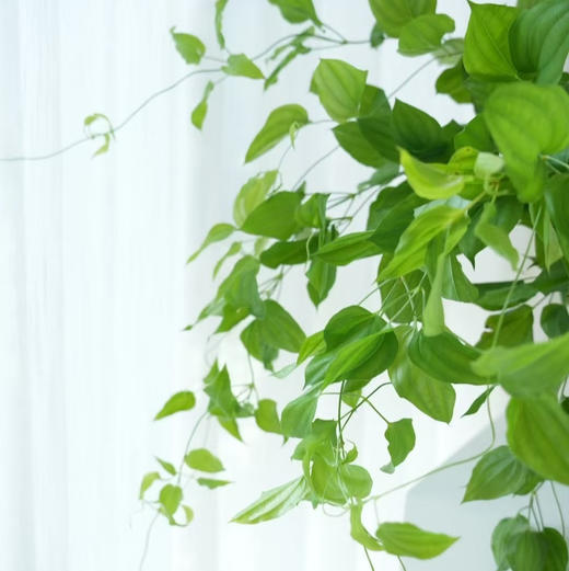 日本进口兔丝藤5支 商品图1