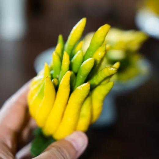 金华佛手（2025年） | 色泽、气味极为优越，小、中、大果，青黄交替、逐渐转全黄 商品图3