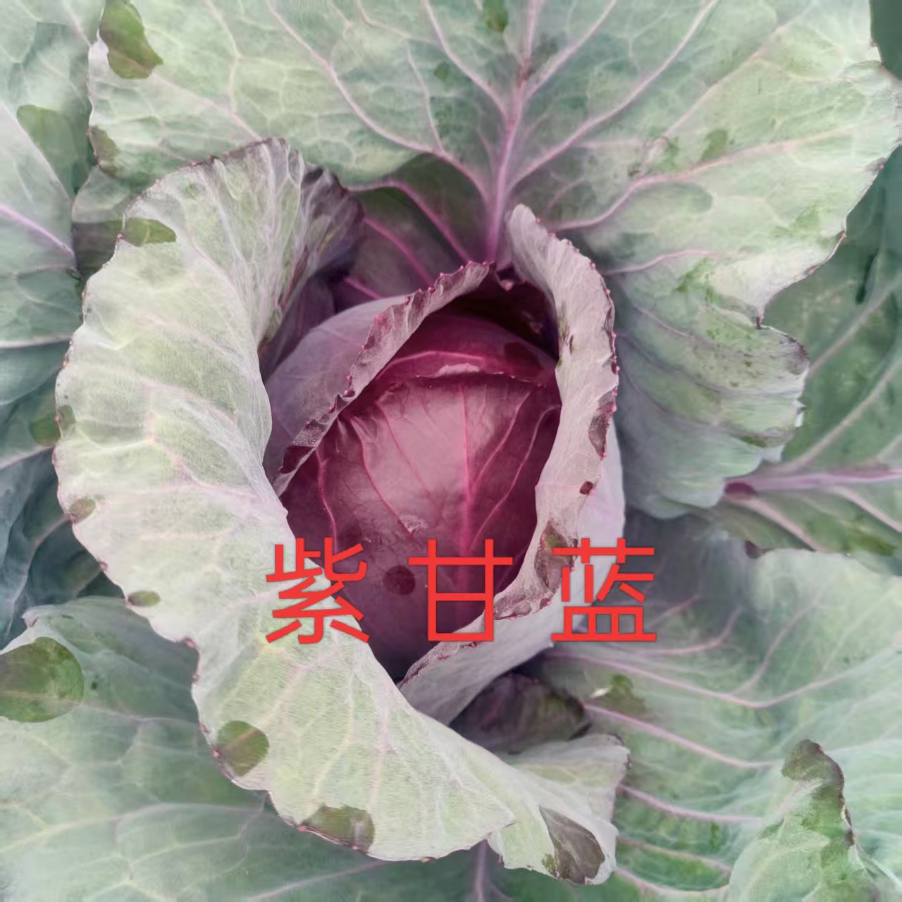 辉县蔬菜组合 紫甘蓝、乌塌菜、孔雀菜、白菜、青萝卜、上海青、黄心菜、茼蒿、油麦菜、意大利生菜十年酵素种植蔬菜组合【京东快递】