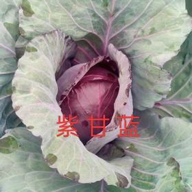 辉县蔬菜组合 紫甘蓝、乌塌菜、孔雀菜、白菜、青萝卜、上海青、黄心菜、茼蒿、油麦菜、意大利生菜十年酵素种植蔬菜组合【京东快递】