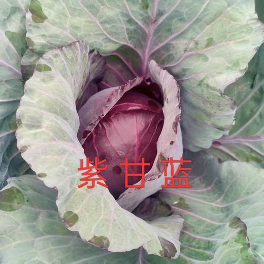 辉县蔬菜组合 紫甘蓝、乌塌菜、茴香、白菜、青萝卜、上海青、黄心菜、茼蒿、油麦菜、意大利生菜十年酵素种植蔬菜组合【京东快递】 商品图0