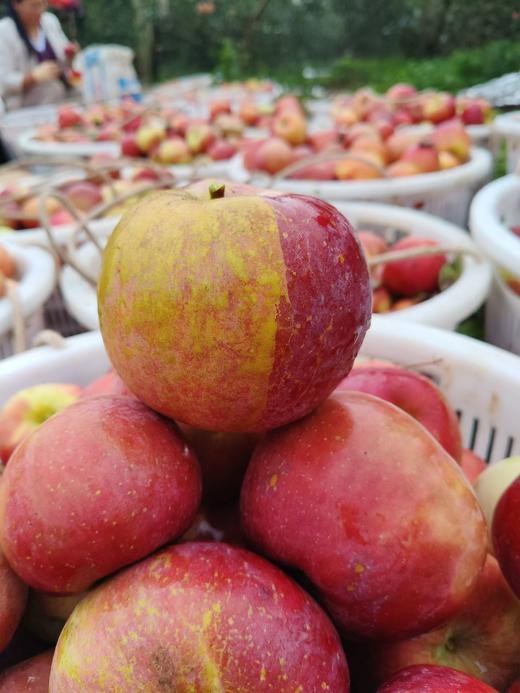 【产地溯源】大凉山盐源丑苹果 果香浓郁 口感丰富 商品图2