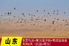 2月25日航拍中国 拍鸟专线—— 山东·东营鸟浪+黄河潮汐树+荣成烟墩角天鹅6天(航拍+观鸟） 商品缩略图0