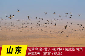 2月25日航拍中国 拍鸟专线—— 山东·东营鸟浪+黄河潮汐树+荣成烟墩角天鹅6天(航拍+观鸟）