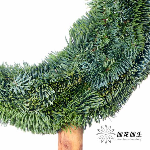 丹麦花材 |  诺贝松月亮小树 商品图2