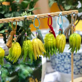 金华佛手（2025年） | 色泽、气味极为优越，小、中、大果，青黄交替、逐渐转全黄