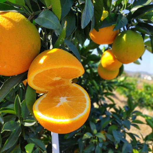 2025江西赣南脐橙 当季时令新鲜应季水果 产地直供 商品图5