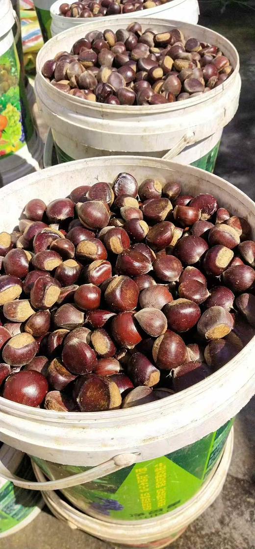 德昌鲜板栗3斤装 商品图3
