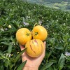 攀枝花树上熟人参果【最晚熟产区，只发树上熟，现摘现发，发货较慢】 商品缩略图1