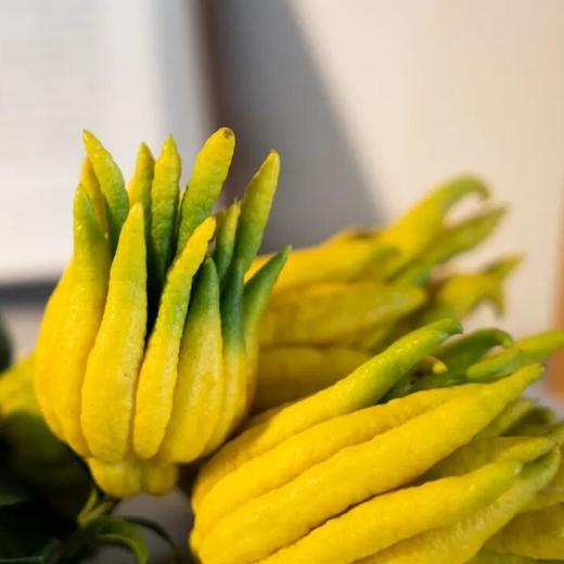 金华佛手（2025年） | 色泽、气味极为优越，小、中、大果，青黄交替、逐渐转全黄 商品图4